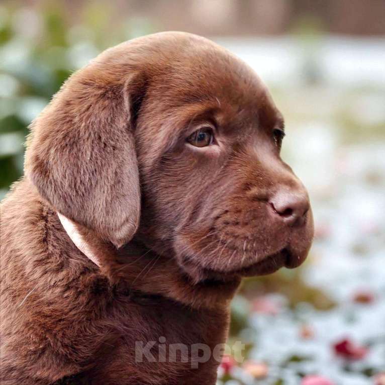 Собаки в Москве: Эффектный щенок лабрадора. Девочка. Девочка, Бесплатно - фото 1