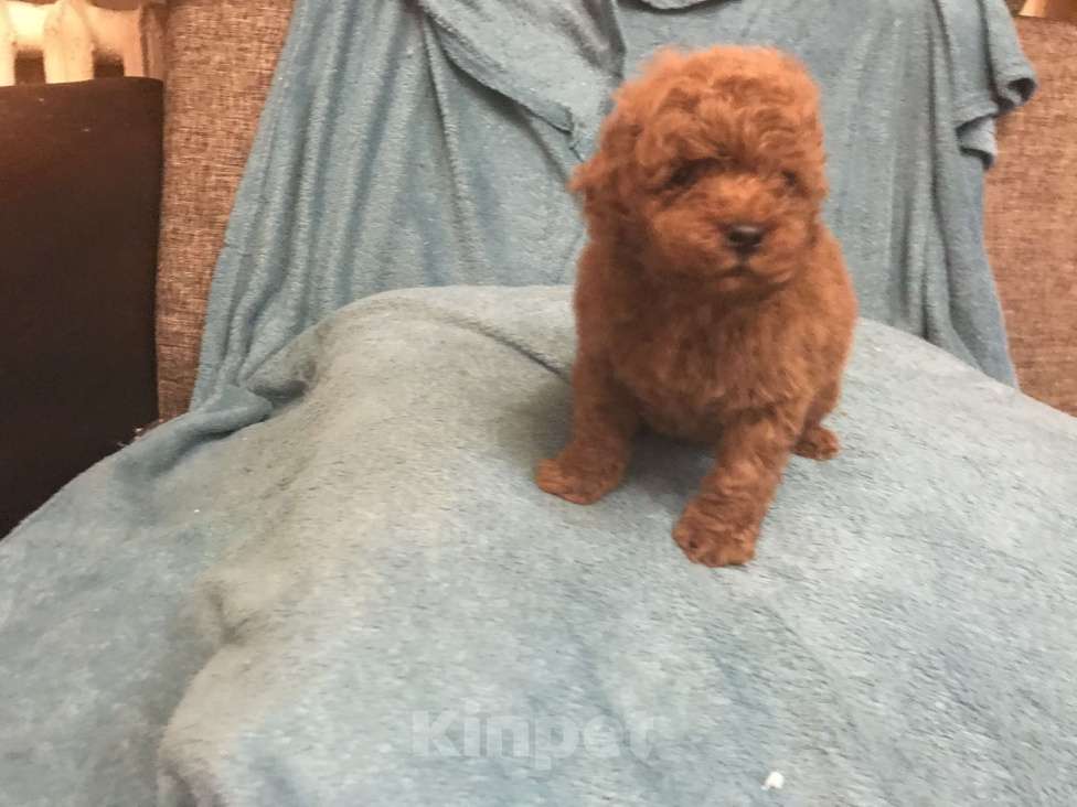 Собаки в Раменском: той пуделята Девочка, Бесплатно - фото 1