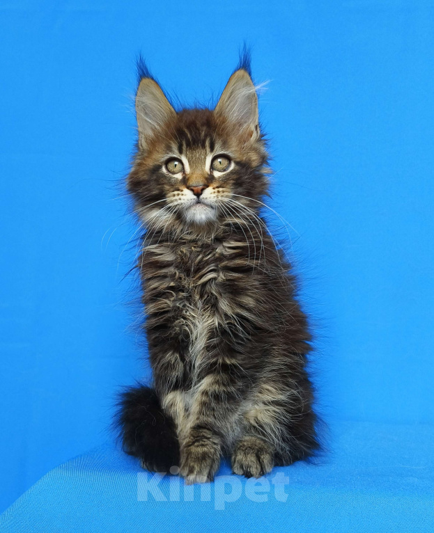 Кошки в Москве: Котёнок Мейн-кун от Чемпионов Мальчик, 60 000 руб. - фото 1