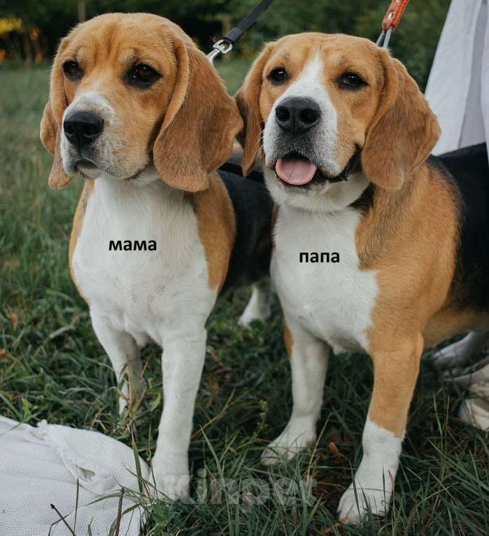 Собаки в Ростове-на-Дону: БИГЛЬ, щенок Мальчик, 24 000 руб. - фото 7