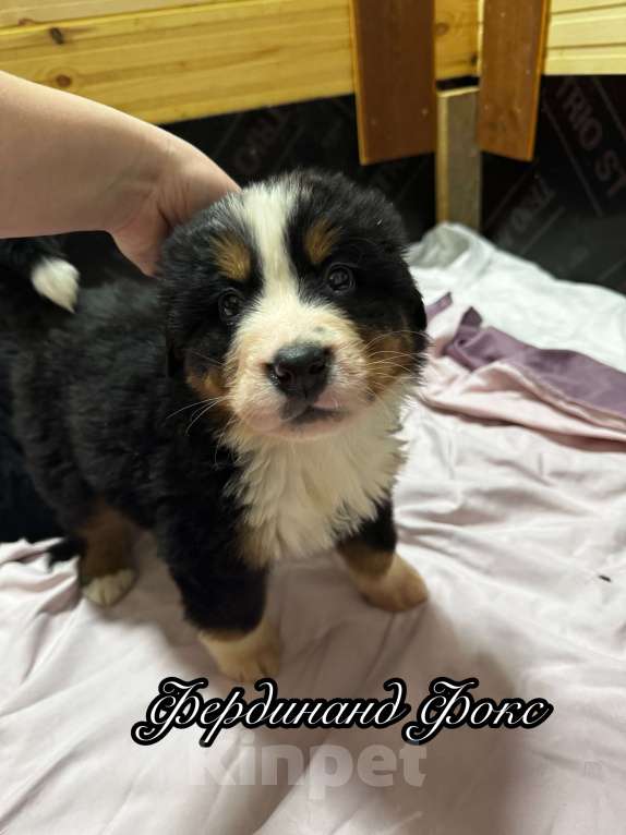 Собаки в Екатеринбурге: Бернский зенненхунд Девочка, 70 000 руб. - фото 9