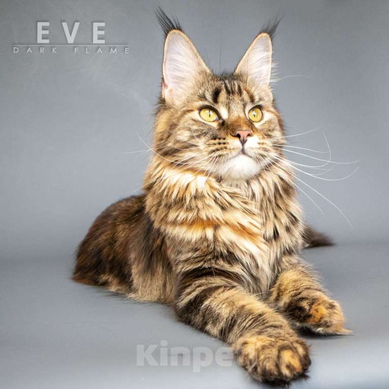 Кошки в других городах Воронежской области: Ева — мраморное чудо с шелковым характером Девочка, 50 000 руб. - фото 4