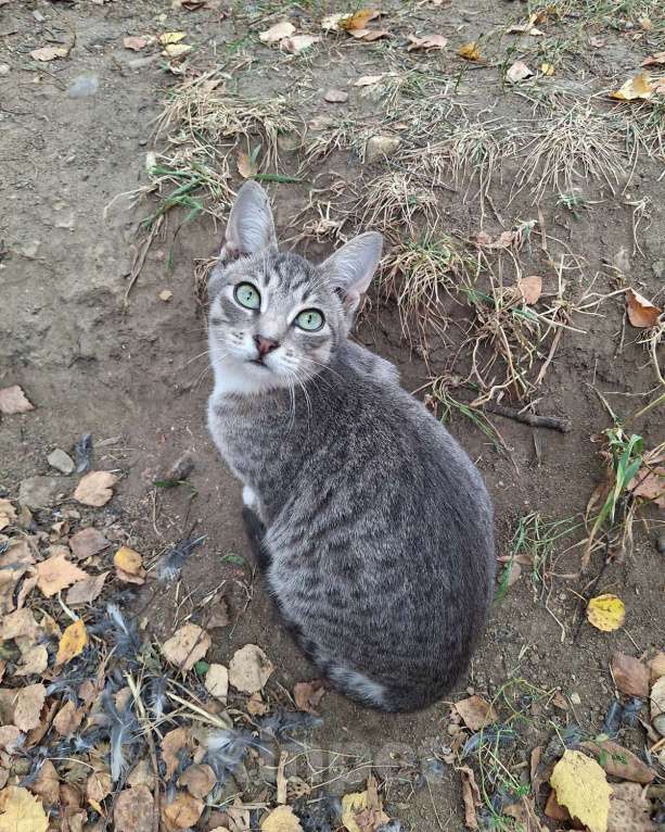 Кошки в Москве: Малыш ищет дом! Мальчик, Бесплатно - фото 8