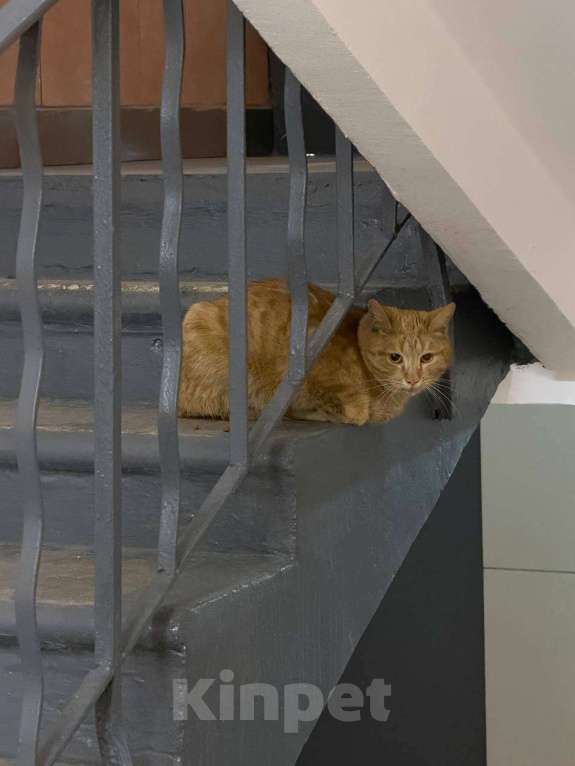 Кошки в Москве: Кот Мотя остался без жилища и ищет дом! Мальчик, Бесплатно - фото 3