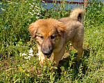 Собаки в Москве: Деточка Злата  Девочка, Бесплатно - фото 4