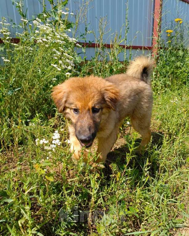 Собаки в Москве: Деточка Злата  Девочка, Бесплатно - фото 4