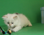 Кошки в Долгопрудном: Котенок сибирский  Мальчик, 35 000 руб. - фото 3