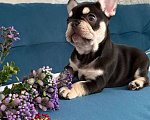 Собаки в Красноярске: Французский бульдог щенок, девочка Девочка, Бесплатно - фото 3