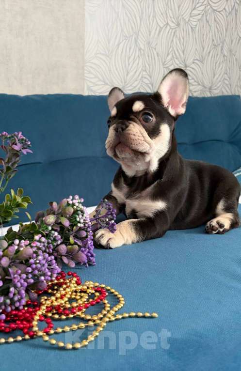 Собаки в Красноярске: Французский бульдог щенок, девочка Девочка, Бесплатно - фото 3