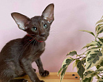 Кошки в Краснодаре: Бесподобный котёнок ориентал  Девочка, 39 999 руб. - фото 6
