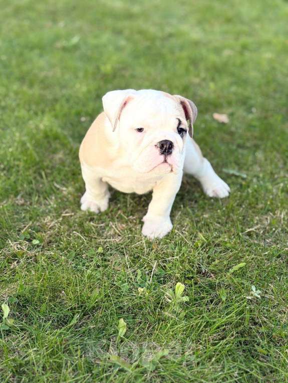 Собаки в Бузулуке: Готовы к переезду в новый дом , щенки (Английского бульдога) родились 3.08.2025  Девочка, 80 000 руб. - фото 3