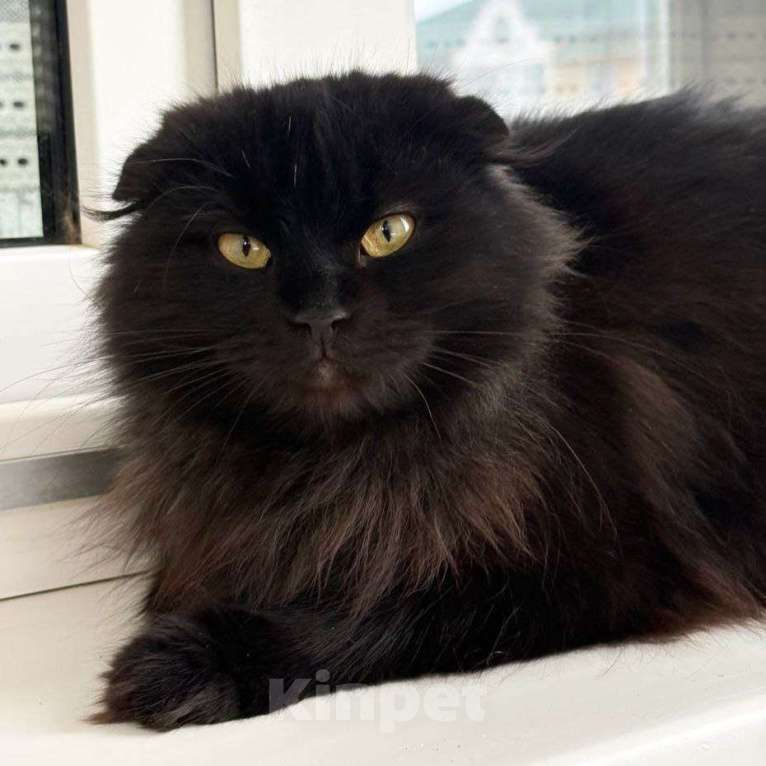 Кошки в Москве: Африка ищет дом  Девочка, Бесплатно - фото 3