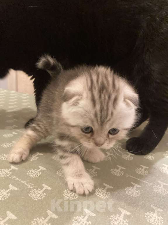 Кошки в Москве: Продадим котят Мальчик, 15 000 руб. - фото 3