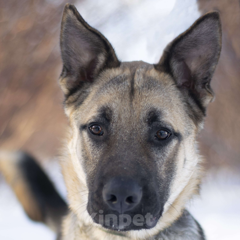 Собаки в Москве: Руф Мальчик, Бесплатно - фото 4