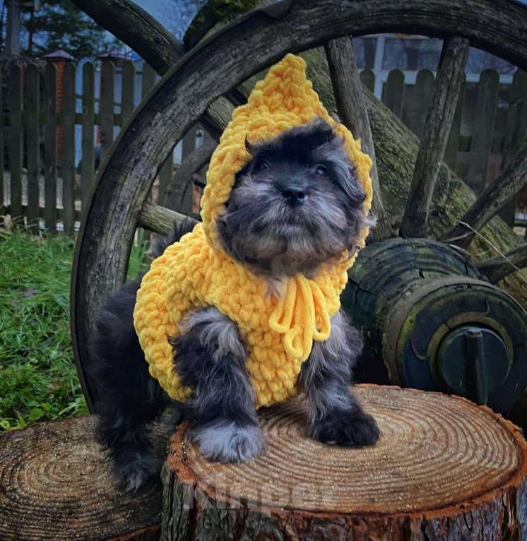 Собаки в других городах Московской области: Темная любовь) Девочка, 120 000 руб. - фото 2
