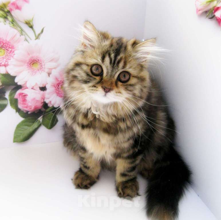 Кошки в Ставрополе: Шотландские красавчики Мальчик, 10 000 руб. - фото 6