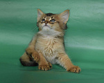 Кошки в Оренбурге: кошка лисичка, 25 000 руб. - фото 1