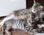 Кошки в Краснодаре: Привезём котёнка даром  в добрые  руки, 1 руб. - фото 9