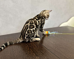 Кошки в Твери: Бенгальский котенок Мальчик, Бесплатно - фото 1