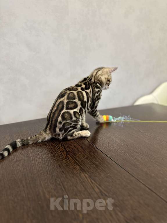 Кошки в Твери: Бенгальский котенок Мальчик, Бесплатно - фото 1