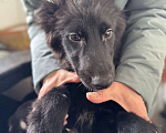 Собаки в Москве: Отдам щенка срочно Девочка, Бесплатно - фото 7