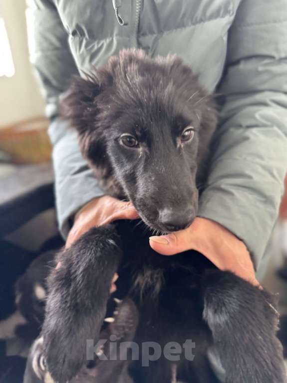 Собаки в Москве: Отдам щенка срочно Девочка, Бесплатно - фото 7