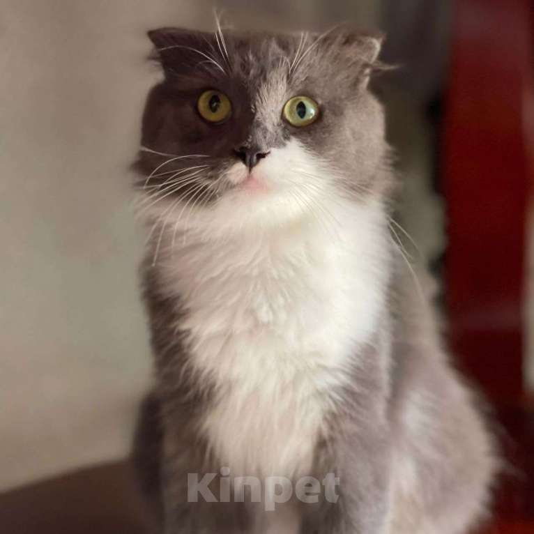 Кошки в Москве: Пушистая, красивая, но несчастная — кошечку Барнеллу выбросили хозяева Девочка, Бесплатно - фото 2