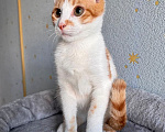 Кошки в Москве: Тоша, маленький персиковый котенок, который ждёт своего человека Мальчик, Бесплатно - фото 8