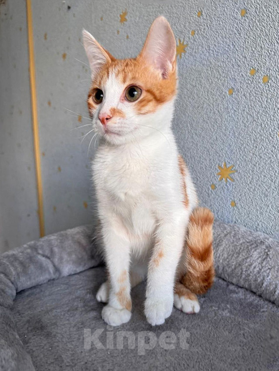 Кошки в Москве: Тоша, маленький персиковый котенок, который ждёт своего человека Мальчик, Бесплатно - фото 8