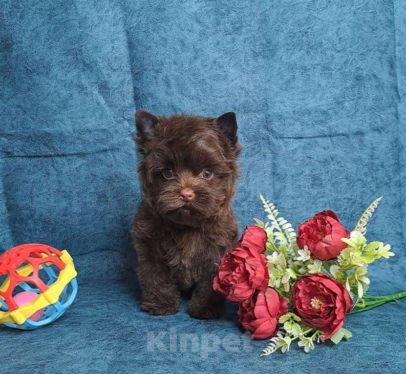 Собаки в Санкт-Петербурге: Шоколадный йорк девочка без подпала Девочка, 120 000 руб. - фото 8