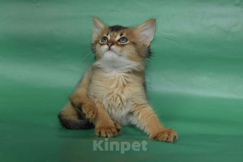 Кошки в Оренбурге: кошка лисичка, 25 000 руб. - фото 1