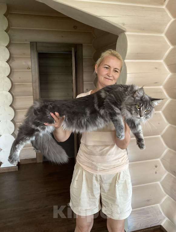 Кошки в Самаре: Котёнок мейн-кун  Мальчик, 30 000 руб. - фото 1