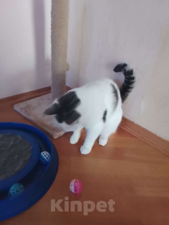 Кошки в Пятигорске: любознательный котик в добрые руки Мальчик, Бесплатно - фото 2