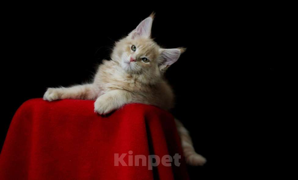 Кошки в Иваново: Котёнок мейн кун ( кремовый мрамор е 22 ).  Мальчик, 45 000 руб. - фото 5