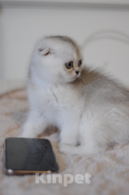 Кошки в Бахчисарае: Шотландский вислоухий котенок Мальчик, 55 000 руб. - фото 3