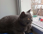 Кошки в Раменском: Найдена кошка Девочка, 1 руб. - фото 1