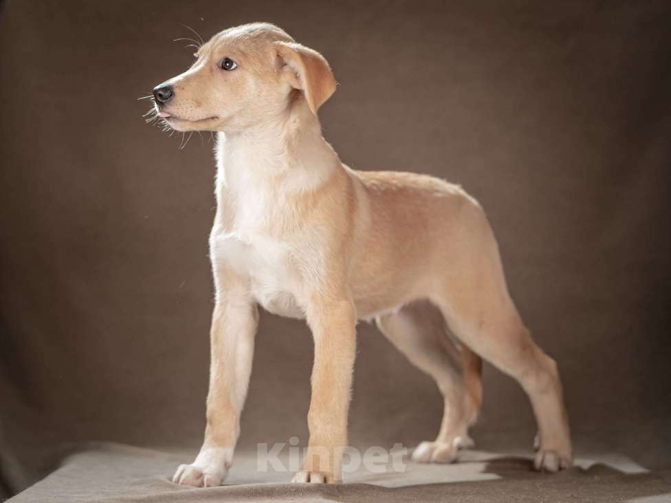 Собаки в Клине: Марли — верный друг готов следовать за вами по пятам Мальчик, Бесплатно - фото 5