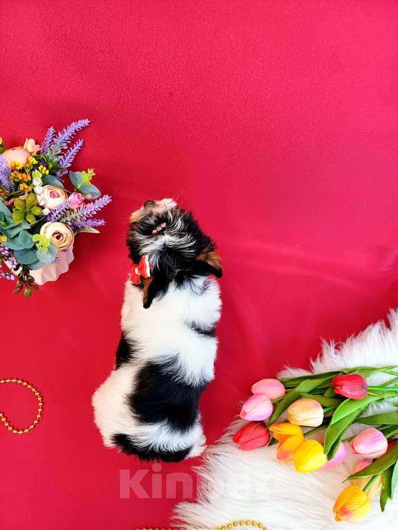 Собаки в Москве: Бивер Йорк -Йоркширский терьер -Цветной Йорк  Девочка, 50 000 руб. - фото 6