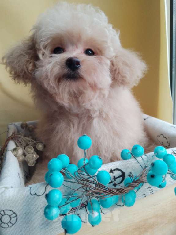 Собаки в Балашихе: Мальчик Мальтипу Мальчик, 60 000 руб. - фото 3