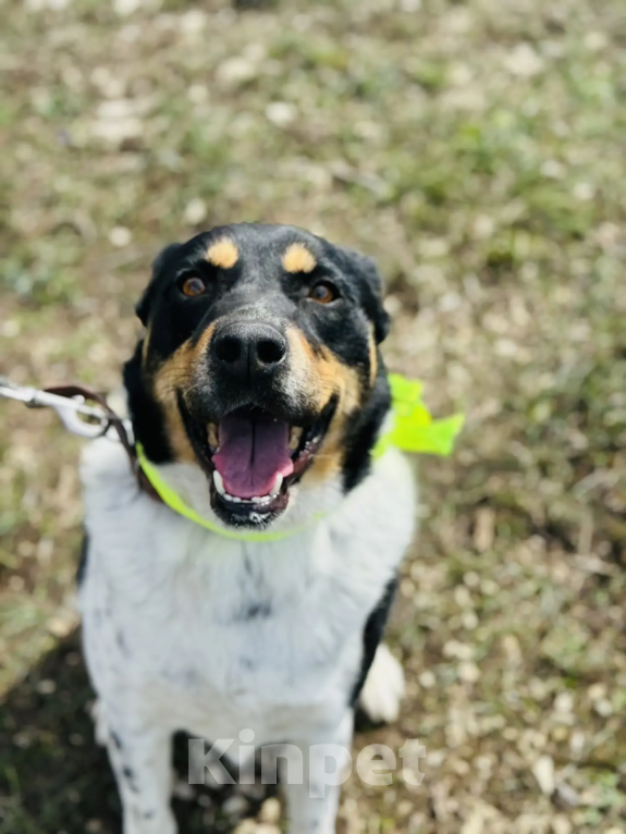 Собаки в Новороссийске: ищу дом Мальчик, 99 руб. - фото 2