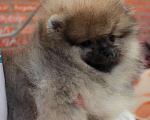 Собаки в Пензе: Щенок померанского шпица Мальчик, 33 000 руб. - фото 1