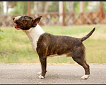 Собаки в Уфе: Миниатюрный бультерьер вязка Мальчик, 35 000 руб. - фото 4