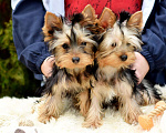 Собаки в Ярославле:  Йоркширский терьер Мальчик, 22 000 руб. - фото 3