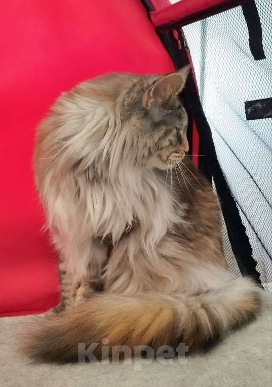 Кошки в Барнауле: Кошечка для вас Девочка, 10 000 руб. - фото 2