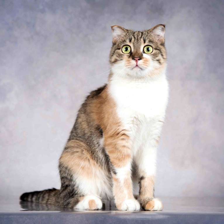 Кошки в Москве: Нежная ласковая кошечка Лёля в добрые руки Девочка, Бесплатно - фото 4