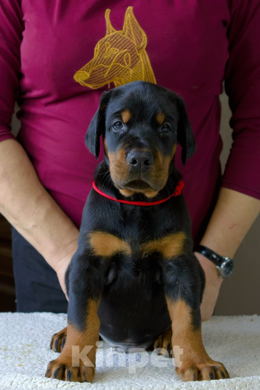 Собаки в Москве: Мальчик  Мальчик, Бесплатно - фото 1