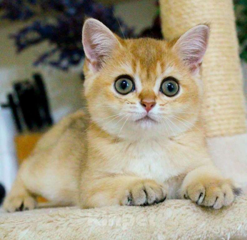 Кошки в Краснодаре: Шотландкая золотая шиншилла МАЛЬЧИК  окрас ny11 Мальчик, Бесплатно - фото 5