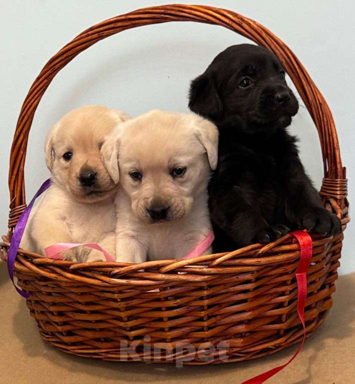 Собаки в Богородске: Предварительное бронирование на щенков лабрадора ретривера шоу Девочка, Бесплатно - фото 2