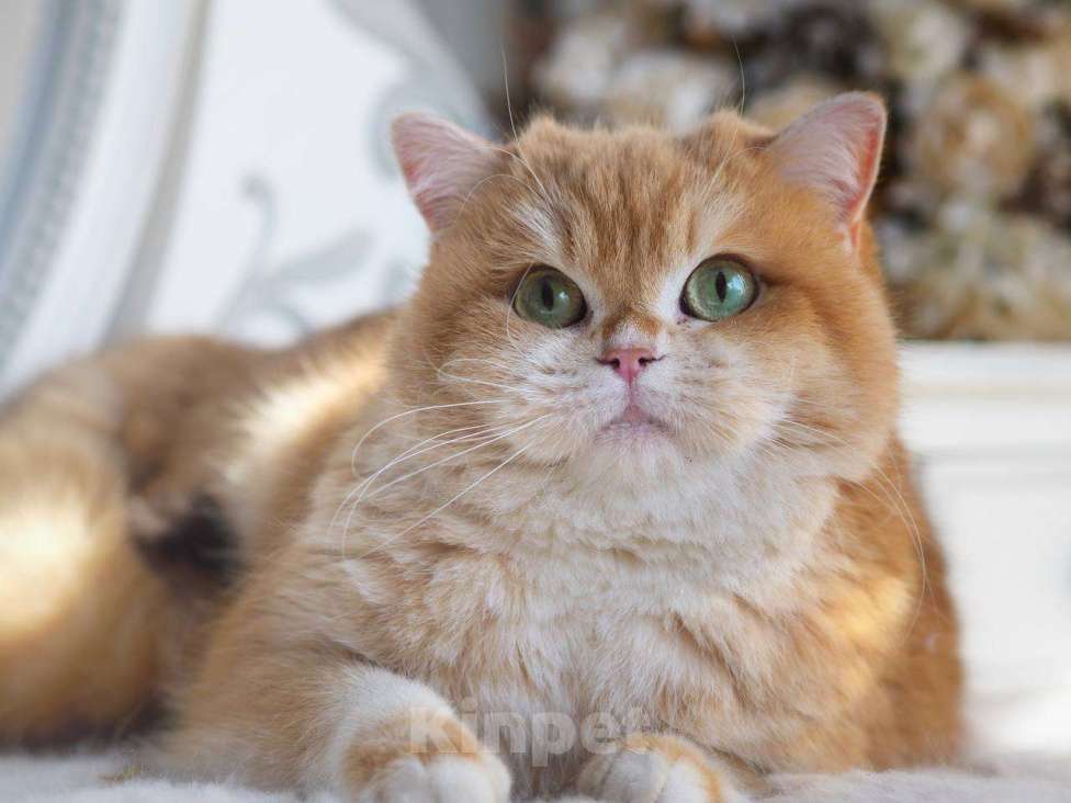 Кошки в Москве: Кошечка британская для разведения  Девочка, 100 000 руб. - фото 6