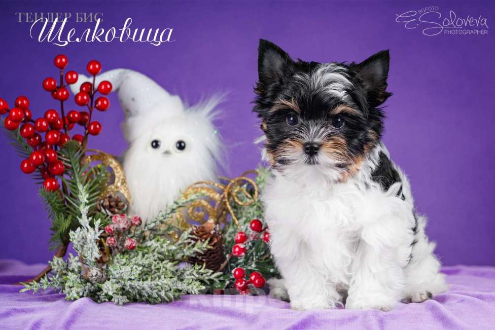 Собаки в Санкт-Петербурге: Бивер терьер Девочка, 80 000 руб. - фото 4